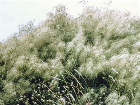 Check spelling or type a new query. Clematis drummondii (Old man's beard) #9333 | Clematis ...