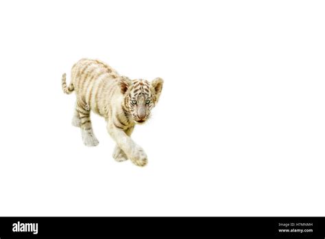 Baby Tiger Walking Stock Photo Alamy
