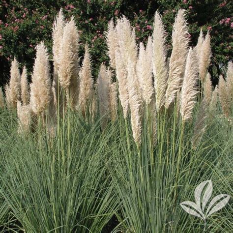 Dwarf Pampas Grass Cortaderia Selloana Pumila Magnolia Gardens