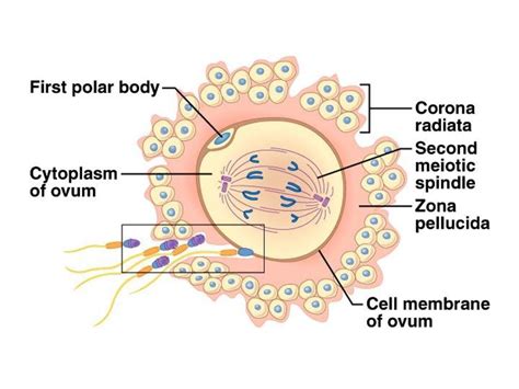 11 4 Reproduction Essential Idea Sexual Reproduction Involves The Development And Fusion Of