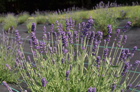Blue Hidcote Lavender at Mt Airy Lavender | Lavender plant, Lavender farm, Lavender