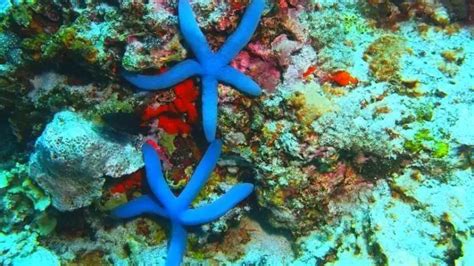 Discover The Top 5 Reef Safe Starfish For Your Aquarium Tank Learn More