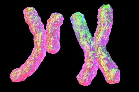 Human Chromosomes Photograph By Kateryna Kon Science Photo Library