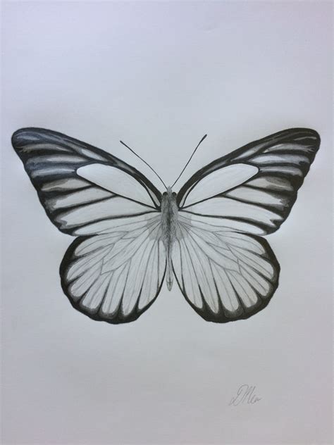 Butterfly Images In Pencil Drawing