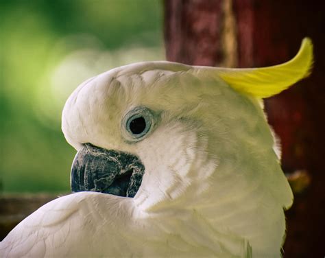 Parrots Galluvet Birds And Fowl