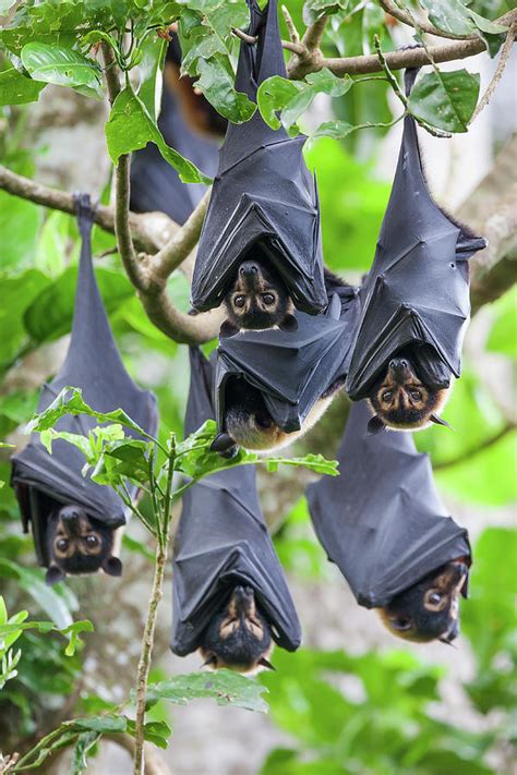 Group Of Spectacled Flying Fox Roosting In Rainforest Australia