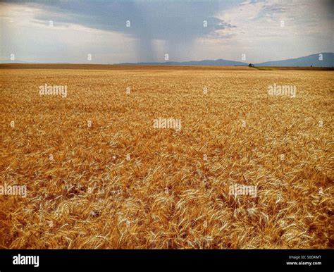 Storm Clouds Drop Rain Over Wheat Fields In North Idaho Stock Photo Alamy
