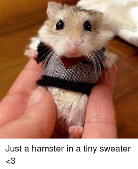 Just A Hamster In A Tiny Sweater Andlt3 Hamster Meme On Meme