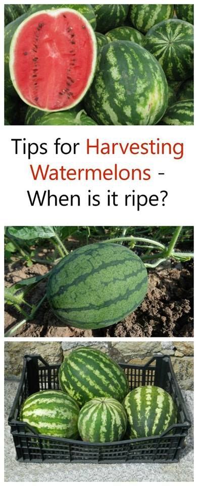 Hold the watermelon close to your ear by cradling it in one now that you know how to tell if a watermelon is ripe, dive right into that beautiful pile at your grocery store or farmers market. How to tell if your watermelon is ripe #Fruit_Garden ...