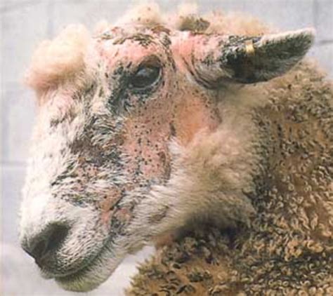 Sheep Diseases Roys Farm