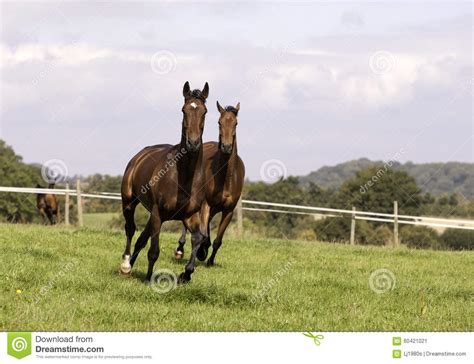 Two Beautiful Chestnuts Horse Galloping Stock Image Image Of Profile
