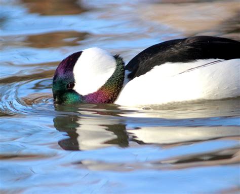 Winter Waterfowl Part Two Diving Ducks Lake Metroparks