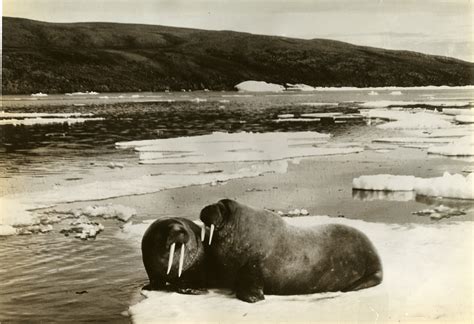 Two Walruses On An Ice Floe The Digital Collections Of The National