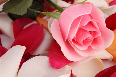 Gambar Bunga Mawar Yang Cantik Cantik Wallpaper