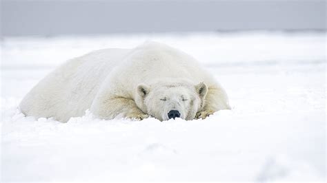 Bears Polar Bear Sleeping Wildlife Predator Animal Hd Wallpaper
