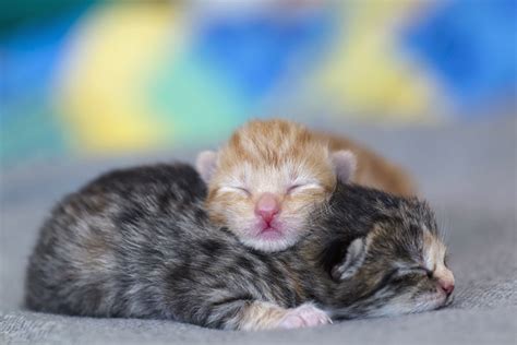 tube feeding neonatal kittens deals online save 70 jlcatj gob mx