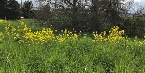 These Yellow Wildflowers In Maryland Whatsthisplant