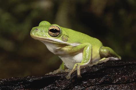 A Guide To Caring For American Green Tree Frogs As Pets