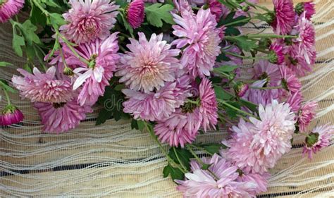 Gentle Pink Flowers Of Chrysanthemums Stock Photo Image Of Autumn