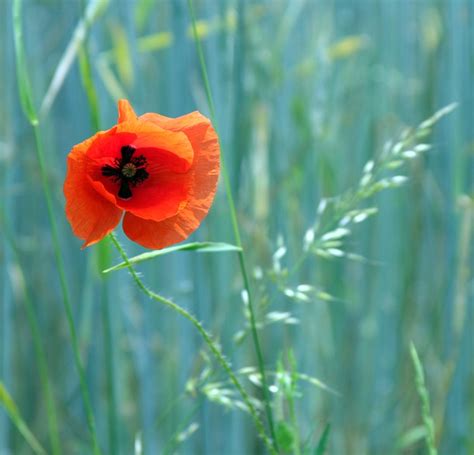 Poppy Contrast Flower Free Photo On Pixabay