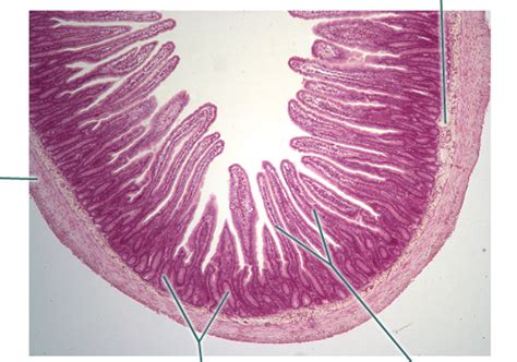 A Histology Tour Of The Gi Tract The Jejunum Chegospl