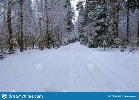 Beautiful Winter Landscape Snowy Forest Road Between Bare Trees And