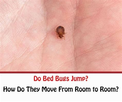 Do Bed Bugs Jump How Do Bed Bugs Move