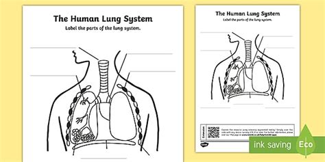 Lung Diagram Labelling Activity Primary Resources Twinkl