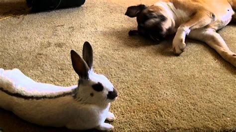 A Boxer Dog And His Bunnies Youtube