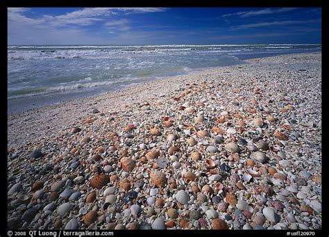 Picturephoto Beach Covered With Sea Shells Sunrise