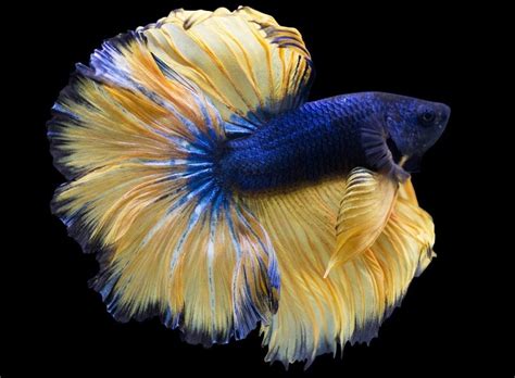 What Color Betta Fish Should I Get Quiz Smith Thereves