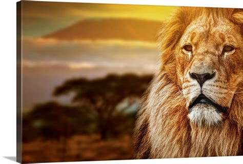Lion Portrait On Savanna Landscape Background And Mount Kilimanjaro At