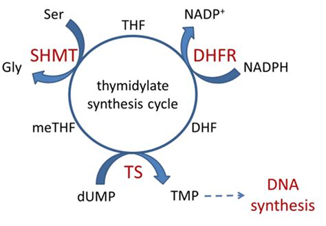 Thymidylate Synthesis Cycle Ts Thymidylate Synthase Download