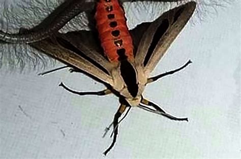Check Out The Horrifying Moth That Is Terrorising Australia And