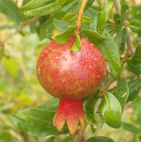 5 Things You Didnt Know About Pomegranates Kew