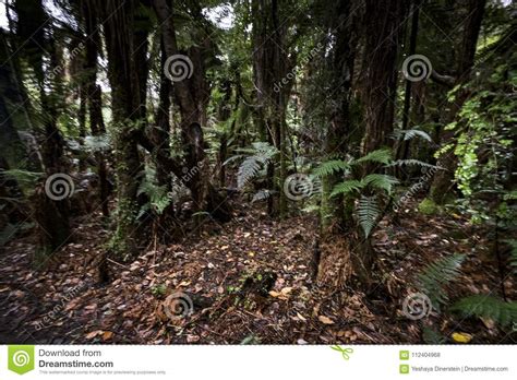 New Zealand Rainforest Of New Zealand Dy Stock Photo Image Of