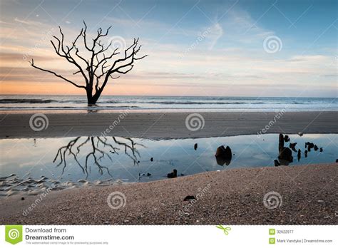 Peaceful Serene Lone Tree Beach Scenic Landscape Stock Image Image Of