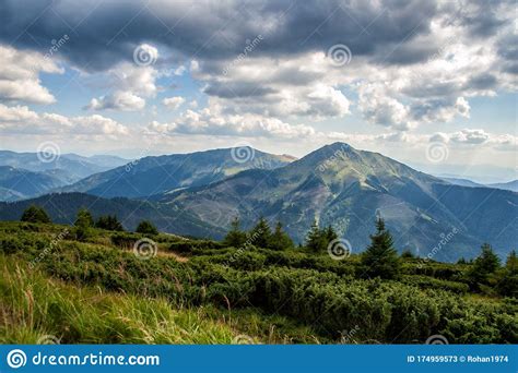 Conifer Forest In Classic Carpathian Mountain Valley Landscape Stock
