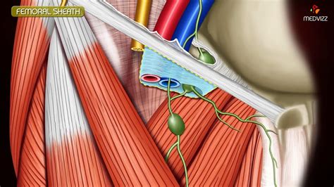 Anatomy Of Femoral Triangle Femoral Canal Femoral Sheath Youtube