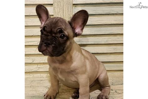 We do not allow houston breeders, adoption centers, rescues or shelters to list french bulldogs for free in houston. Simple Simon: French Bulldog puppy for sale near Houston ...