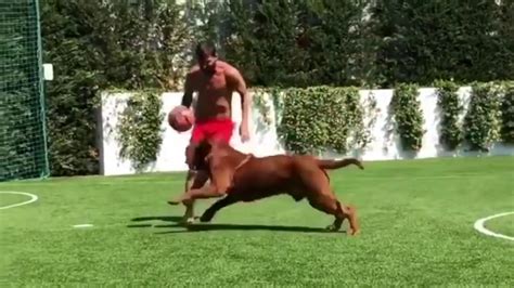 Lionel messi plays keep away with a football from his dog hulk. Lionel Messi Drives His Dog Crazy - YouTube