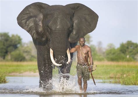 African Bush Elephant Facts Anatomy Diet Habitat Behavior