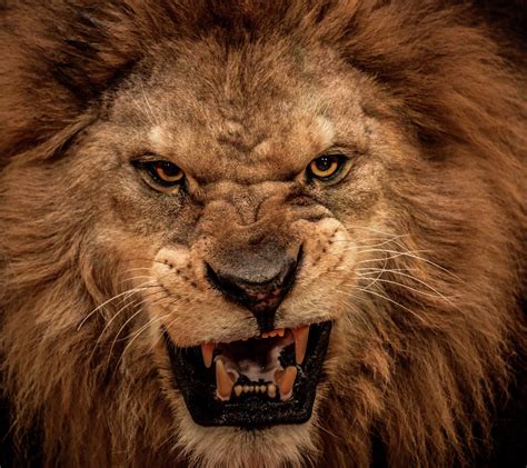 Angry Lion Hd Wallpapers 1920x1080