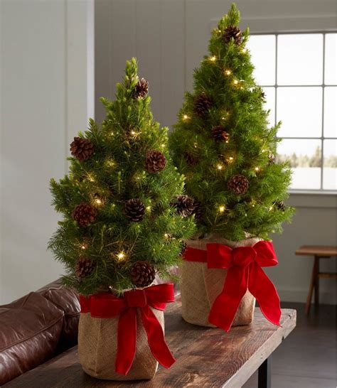 Live Tabletop Christmas Tree With Lights Christmas Trends 2021