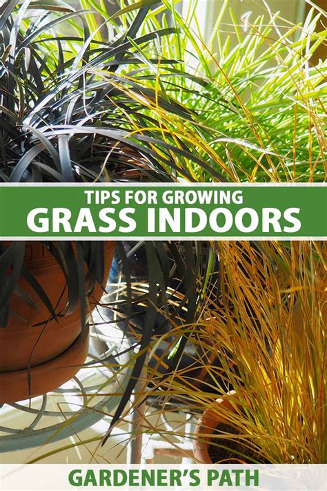 How To Grow Grass Indoors Gardeners Path