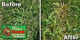 Grassy Weed Post Emergent Photos