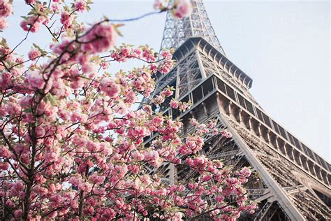 Eiffel Tower And The Cherry Blossom Tree Del Colaborador De Stocksy