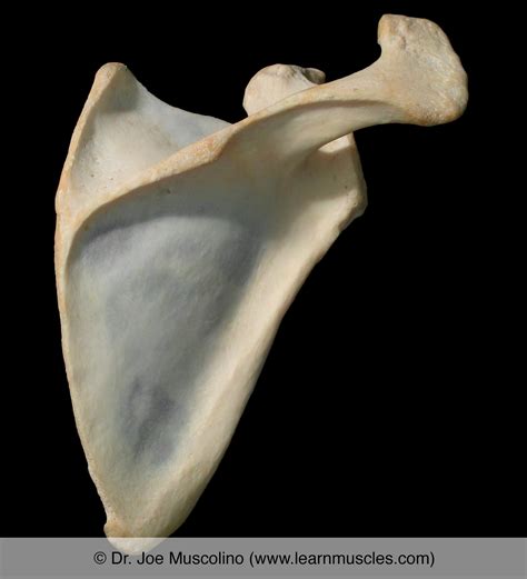 Scapula Learn Muscles