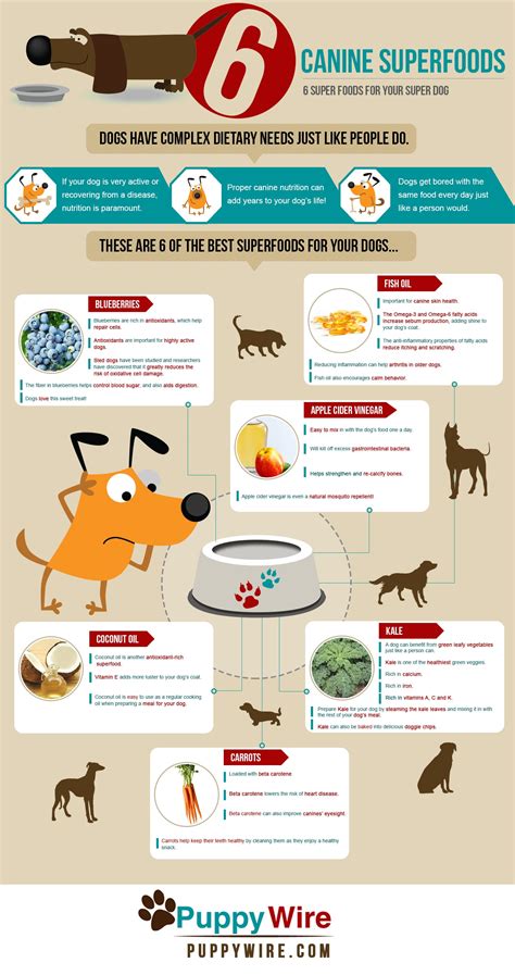 Superfoods For Dogs Top 6 For Your Super Dog