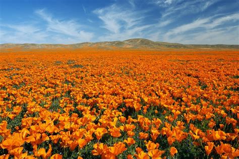 Poppy Fields In Lancaster Ca Antelope Valley Poppy Reserve Poppies